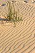 Sharp shadows on sand.
