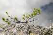 Yang fog, tree
