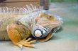 Reptile