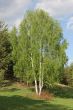 A tree is a birch