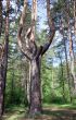 A tree is a monster