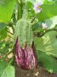 Eggplant in the garden