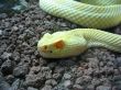 Crotalus atrox