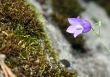 Floret a handbell