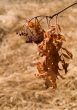 Dry Nature