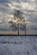 tree in the field in winter