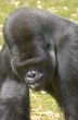 Silverback Gorilla