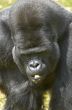 Silverback Gorilla