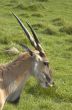 Eland antelope