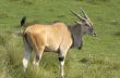 Eland antelope