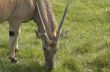 Eland antelope