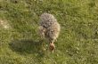 Young Ostrich