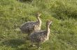 Young Ostrich