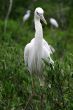 White Heron 3