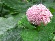 Single branch of pink flowers