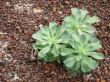 Green Plant on Gravel Floor