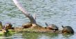 Turtles Resting