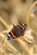 Red Admiral