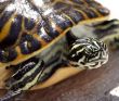 Turtle Head