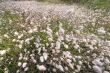 exploding grass (Lagurus ovatus)