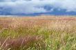 hdr flowery meadow