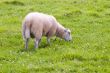 sheep in wild green meadow