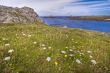 wild flowery coastline hdr