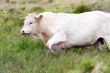 bull walking in high meadow