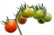 cherry tomato cluster on white