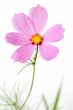 single cosmos flower isolated
