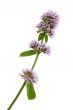 aquatic mint isolated on white