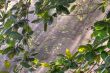 morning sunlight in vegetation 2