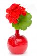 geranium in blood