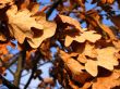 Winter young oak with dry leafs