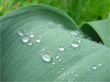 Early shiny dew on flower