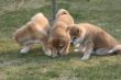 Puppys Japan Akita-Inu