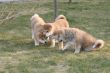 Puppys Japan Akita-Inu