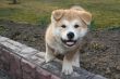 Puppys Japan Akita-Inu
