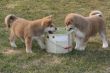 Puppys Japan Akita-Inu