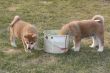 Puppys Japan Akita-Inu