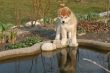 Puppys Japan Akita-Inu