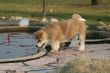 Puppys Japan Akita-Inu