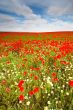 Wild poppies field