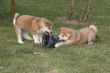 Puppys Japan Akita-Inu