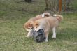 Puppys Japan Akita-Inu