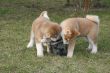 Puppys Japan Akita-Inu