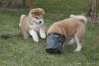 Puppys Japan Akita-Inu