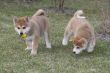 Puppys Japan Akita-Inu