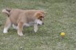 Puppys Japan Akita-Inu