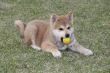 Puppys Japan Akita-Inu
